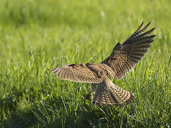 Tuulihaukka, Common Kestrel, Falco tinnunculus